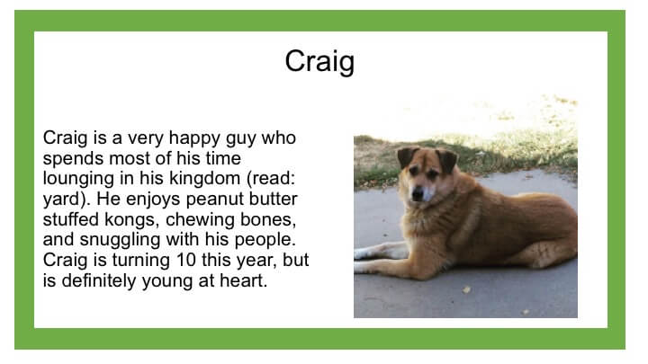 Description of brown dog named Craig