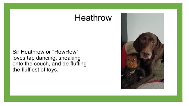 Description of brown dog named Heathrow