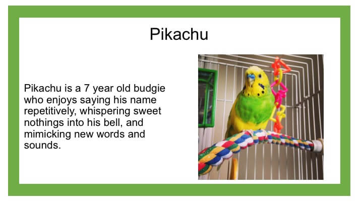 Description of yellow and green parrot named Pikachu