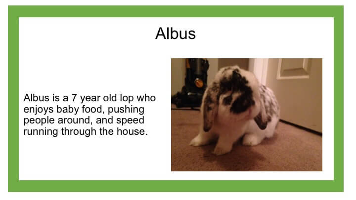 Description of white bunny named Albus
