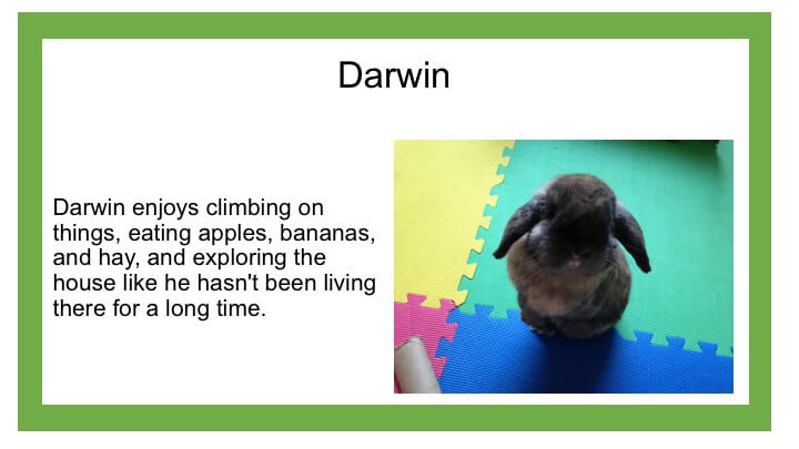 Description of black bunny named Darwin