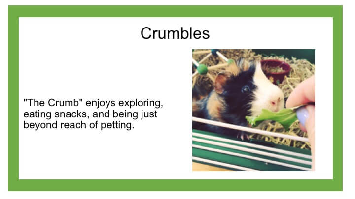 description of black and white hamster named Crumbles
