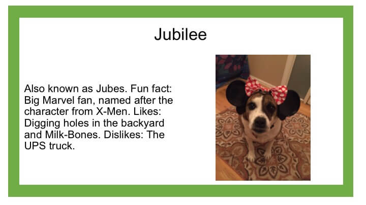 Description of black and white dog named Jubilee