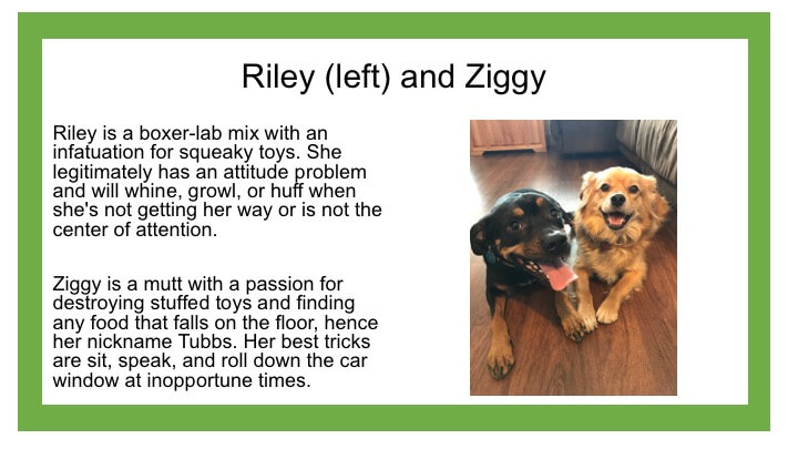 Description of a black and a brown dog named Riley and Ziggy