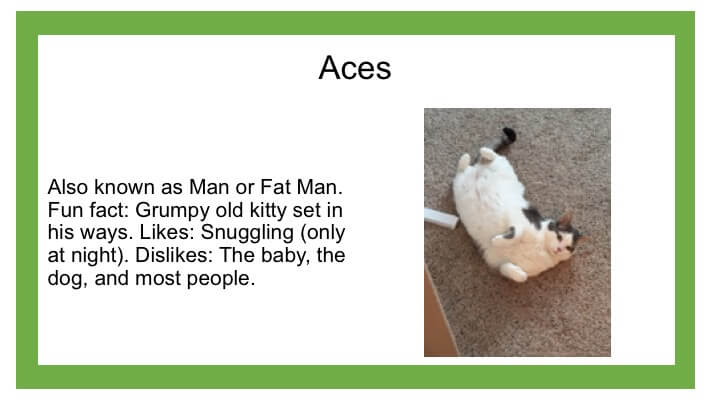 Description of white cat named Aces