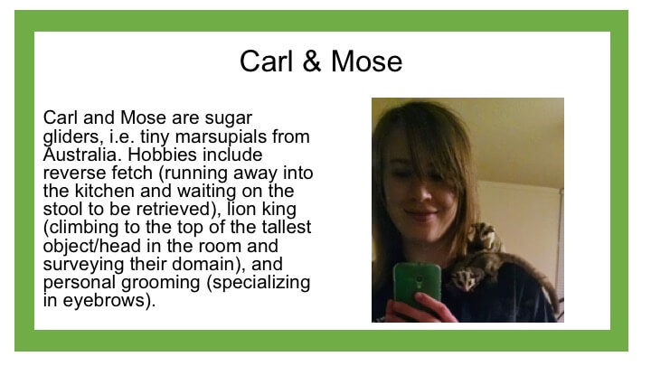 Description of 2 sugar gliders named Carl and Mose