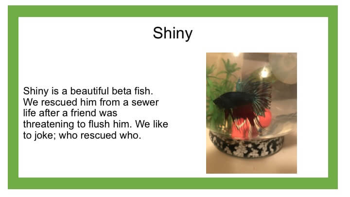 Description of black beta fish named Shiny