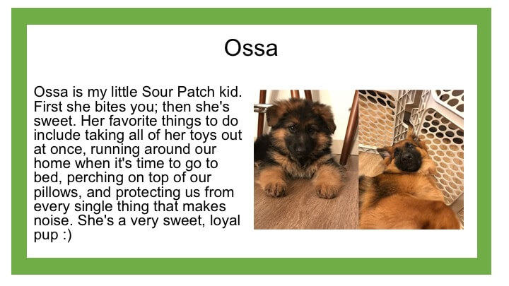 description of dog named Ossa