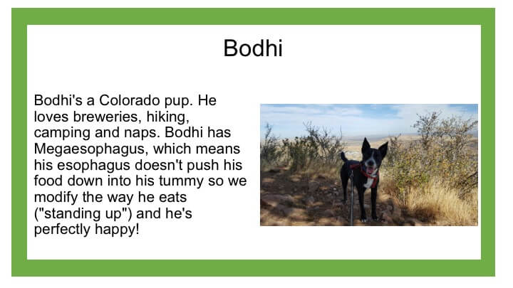 Description of black dog named Bodhi
