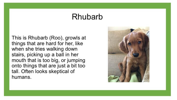 Description of brown dog named Rhubarb