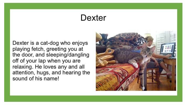 Description of brown cat named Dexter